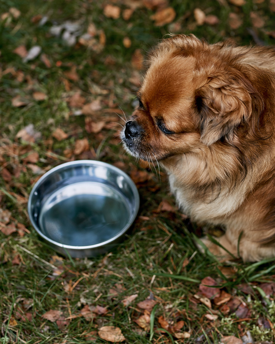 Uomini |  | Snow Peak | Dog Food Bowl